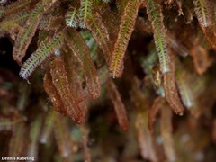 Caulerpa webbiana