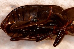 Anisodactylus