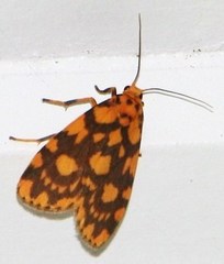 Miltochrista quadrilineata