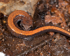 Plethodon serratus