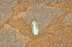 Semioscopis packardella