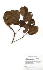 Mimusops obtusifolia