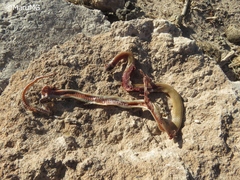 Tantilla