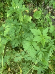 Potentilla intermedia