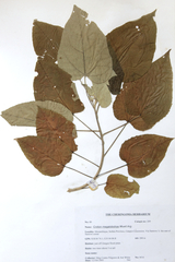 Croton megalobotrys