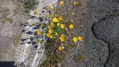 Hypochaeris achyrophorus