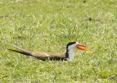 Rynchops flavirostris