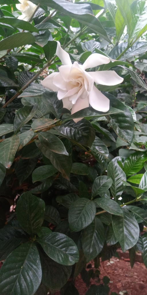 Gardenia flower close-up with glossy leaves