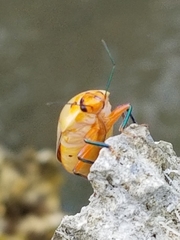 Augocoris illustris