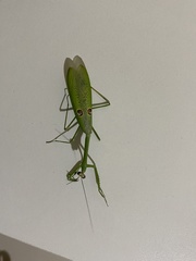 Stagmatoptera binotata