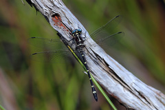 Eusynthemis tillyardi