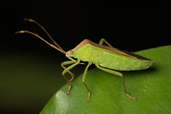 Homoeocerus rubromaculatus