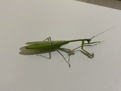 Stagmatoptera binotata