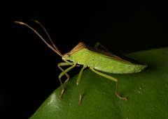 Homoeocerus rubromaculatus