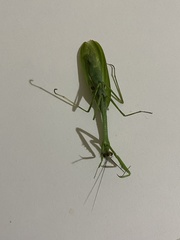 Stagmatoptera binotata