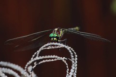 Eusynthemis tillyardi