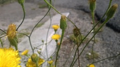 Hypochaeris achyrophorus