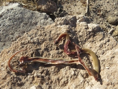 Tantilla