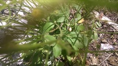 Hypochaeris achyrophorus