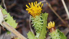 Hazardia squarrosa grindelioides