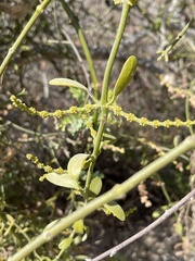Phoradendron leucarpum tomentosum