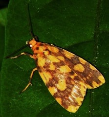 Miltochrista quadrilineata
