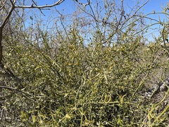 Phoradendron leucarpum tomentosum