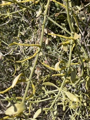 Phoradendron leucarpum tomentosum