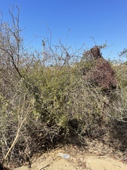 Phoradendron leucarpum tomentosum