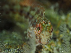 Parablennius goreensis