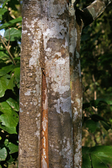Drypetes reticulata