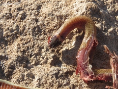 Tantilla