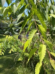 Zelkova