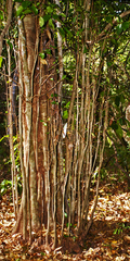 Drypetes reticulata