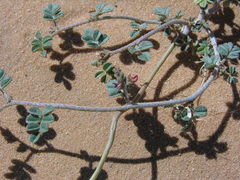 Indigofera sessiliflora