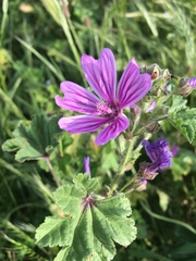 Malva sylvestris