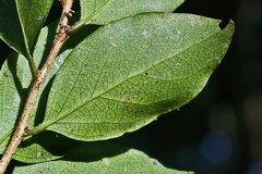 Drypetes reticulata