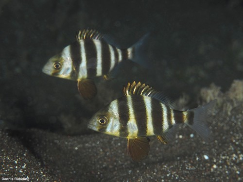 Horned Bream