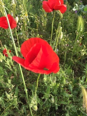 Papaver rhoeas