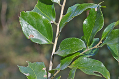 Drypetes reticulata