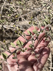 Castela peninsularis