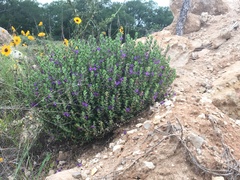 Scutellaria wrightii