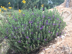 Scutellaria wrightii