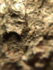 Crematogaster rogenhoferi