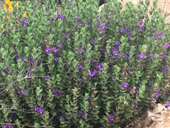 Scutellaria wrightii