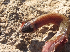 Tantilla