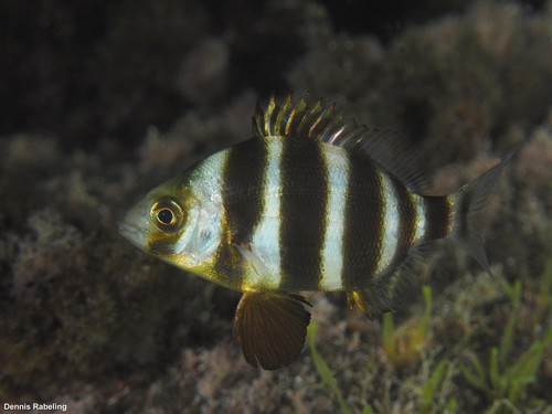 Horned Bream