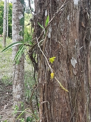 Orleanesia pleurostachys