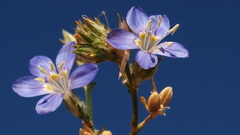 Eriastrum sapphirinum sapphirinum