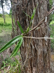 Orleanesia pleurostachys